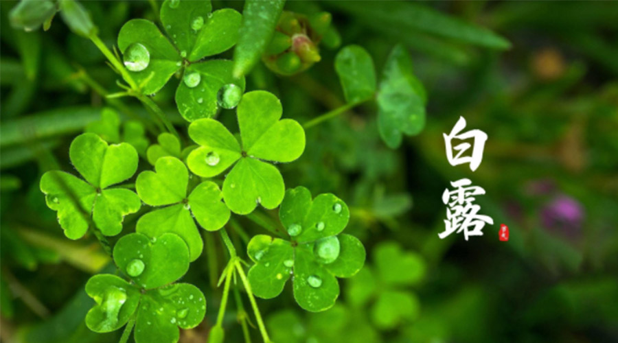 白露時節(jié)！ 金環(huán)電器提醒大家要注意這些事項